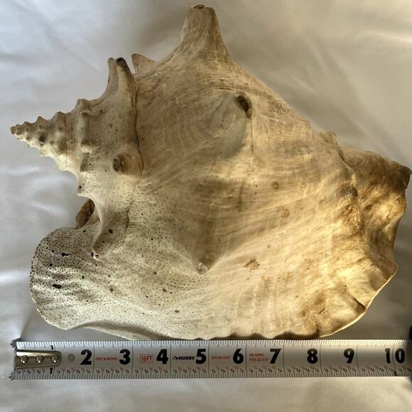 Large Queen Conch Shell 10” Natural Seashell Beach Nautical Coastal Decor Heavy - Picture 7 of 8